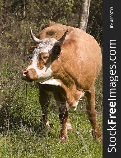 Rufous Cow on green field