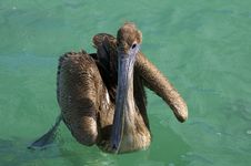 Pelican In Water Royalty Free Stock Photography Pelican In Water Royalty Free Stock Photography
