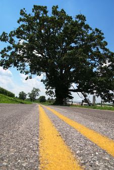 Tree By Road 02. Stock Images Tree By Road 02. Stock Images