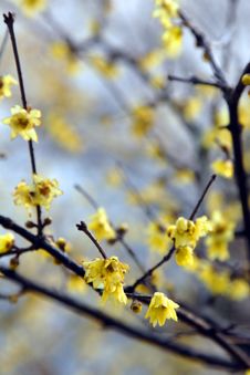 Plum Blossom Royalty Free Stock Images