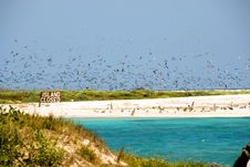 Bush Key Bird Migration Stock Photo