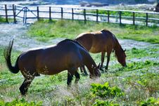 Horses Grazing Stock Image Horses Grazing Stock Image
