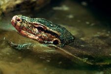 Wild Reptile Stock Image Wild Reptile Stock Image
