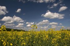 Yellow Field And The Blue Sky Stock Photography Yellow Field And The Blue Sky Stock Photography
