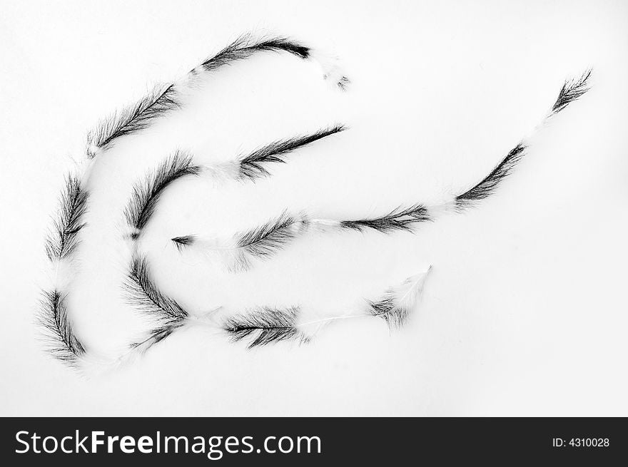 Black and white plumes on white background. Black and white plumes on white background