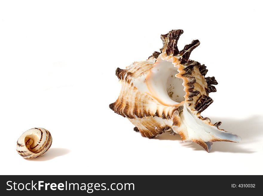 Two Sea Shells On White Background