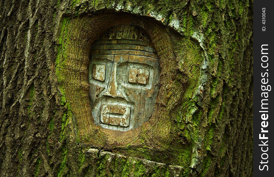 A face graved into a tree