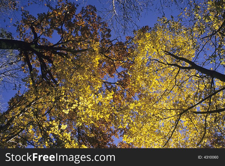 Upwards view of a tree with leafs in backlight , fall season. Upwards view of a tree with leafs in backlight , fall season