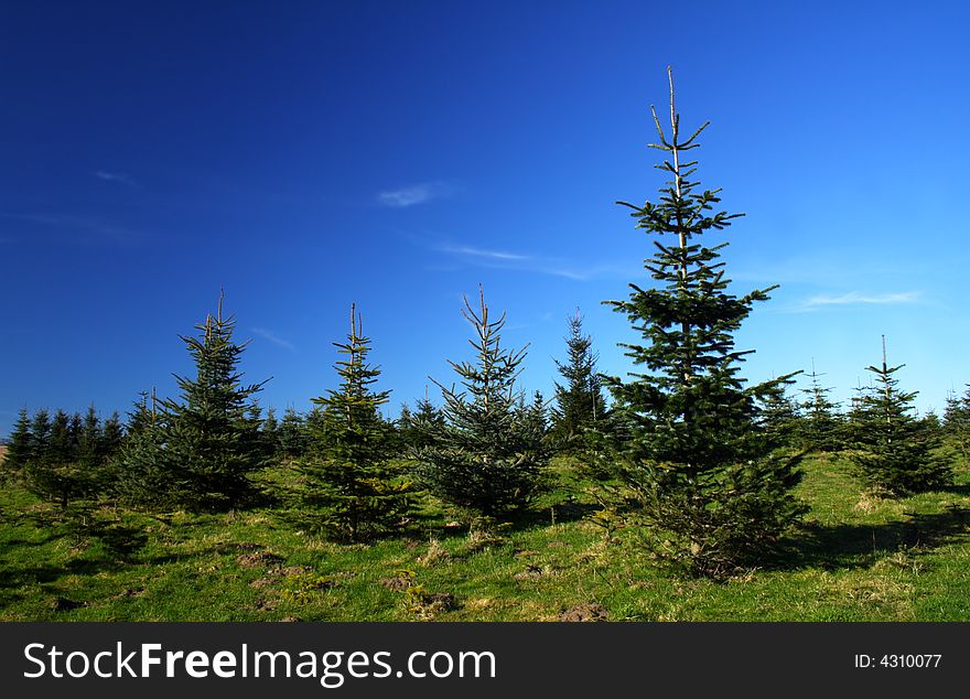 A lot of pine trees with blue sky