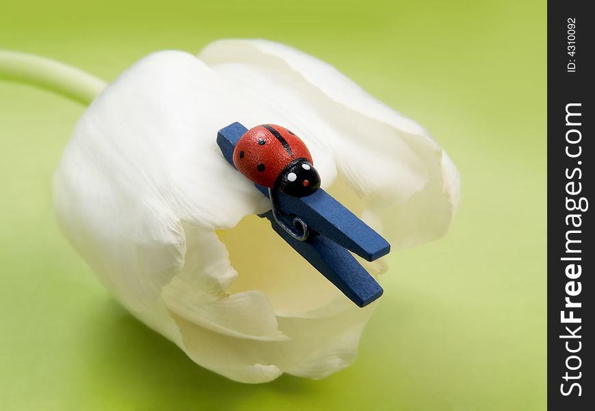 Ladybug And Tulip
