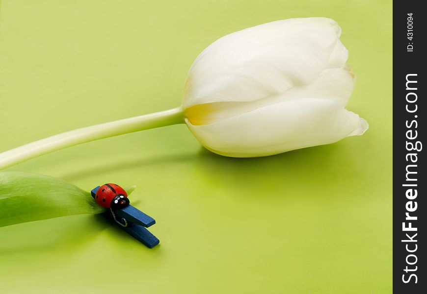 Artificial ladybug and clothes-peg on white tulip on green background. Artificial ladybug and clothes-peg on white tulip on green background