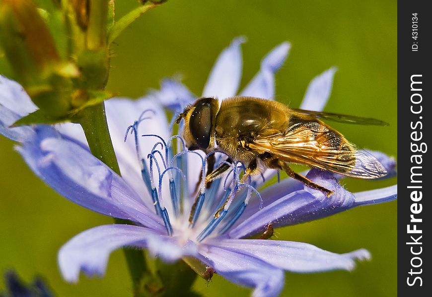 Fly On Chicory