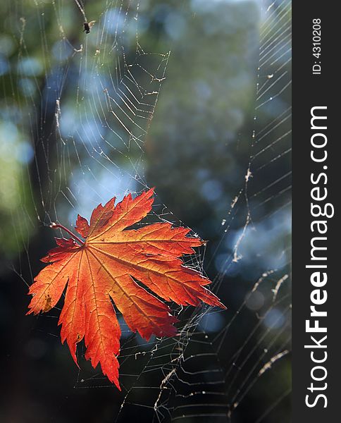 This is a red leaf that has finished its journey by being captured in a spiders web