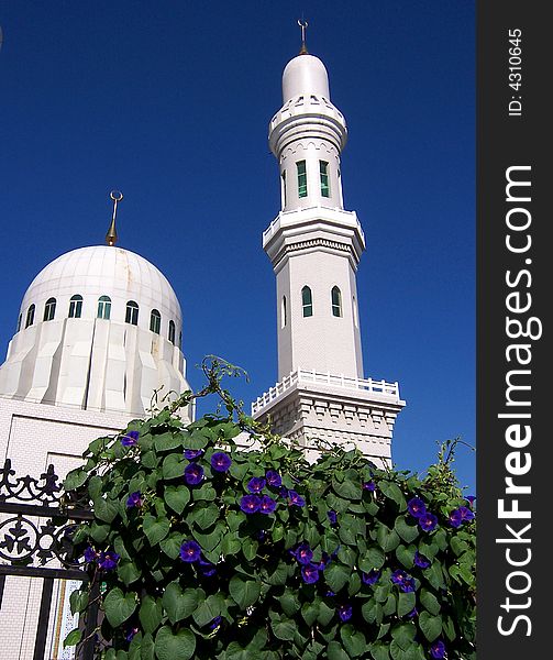 Purple morning glory Blooming in front of a  white mosque. Purple morning glory Blooming in front of a  white mosque