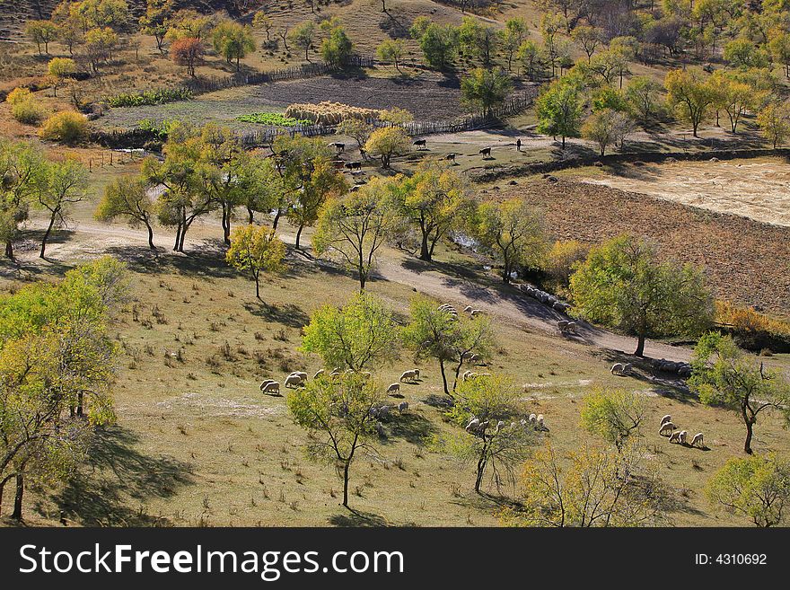 Green trees and white sheeps