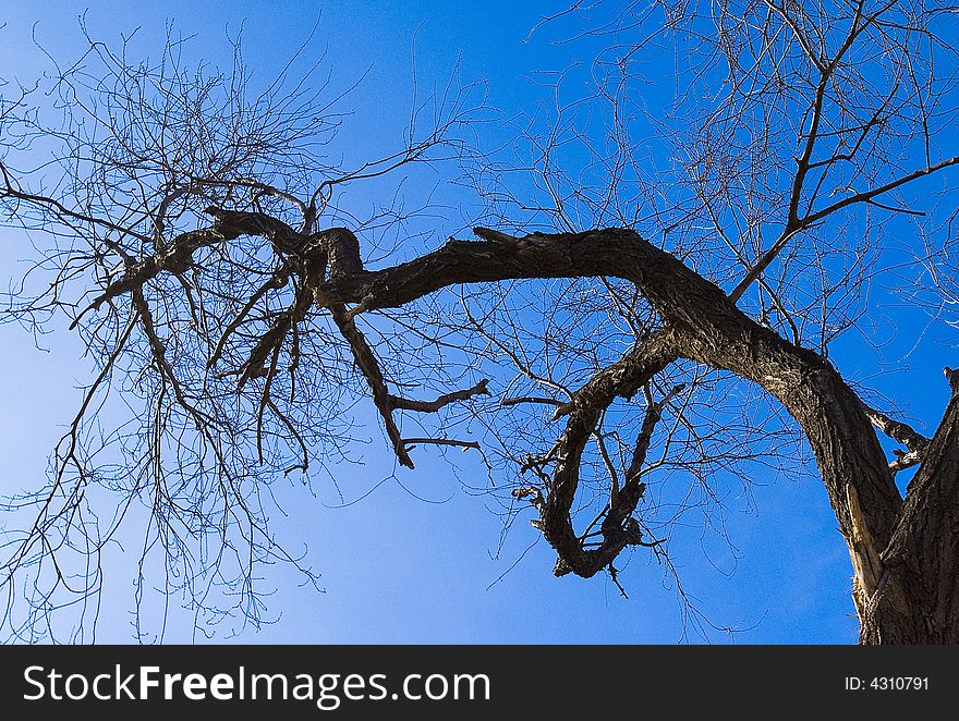 The tree in winter