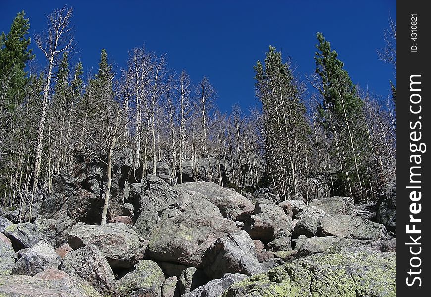 Birch and pine trees in the rugged landscape of Rocky Mountain National Park, Colorado. Birch and pine trees in the rugged landscape of Rocky Mountain National Park, Colorado.