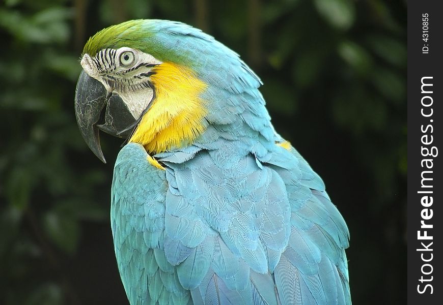 One handsome looking parrot, striking a regal pose. One handsome looking parrot, striking a regal pose.
