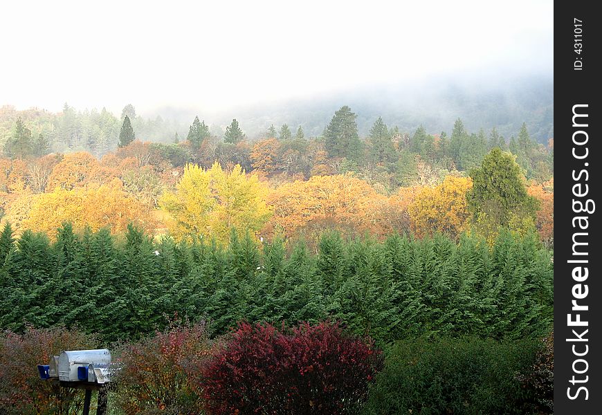 Rows of autumn colors in a rural Pacific Northwest Neighborhood.  U.S.A. Rows of autumn colors in a rural Pacific Northwest Neighborhood.  U.S.A.