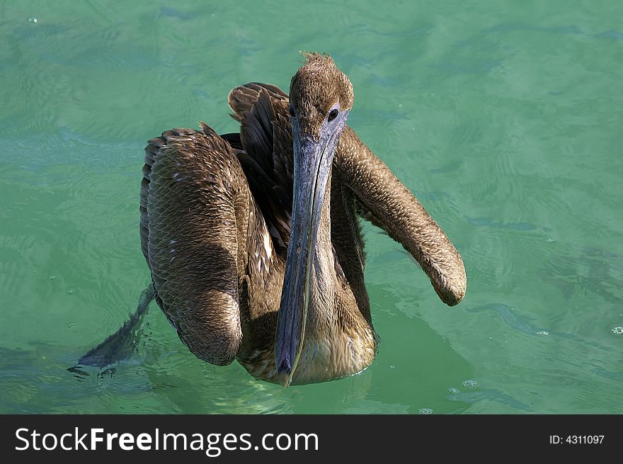 A pelican in the green water. A pelican in the green water