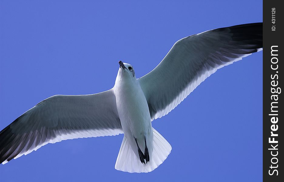 A seagull in the blue sky