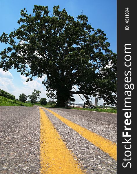 A tree by a rural road near a farm. A tree by a rural road near a farm.