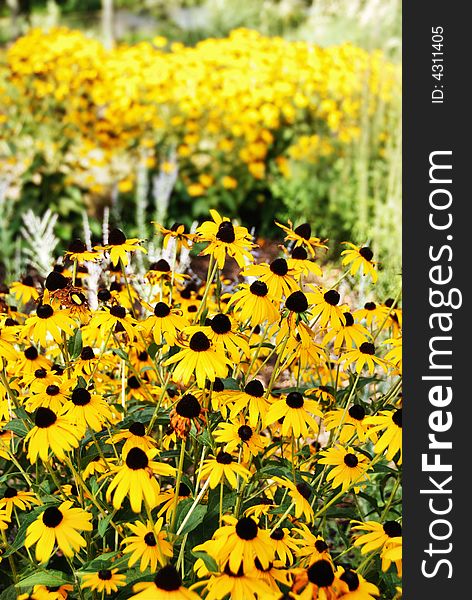 Yellow flowers in focus in foreground. Yellow flowers in focus in foreground.