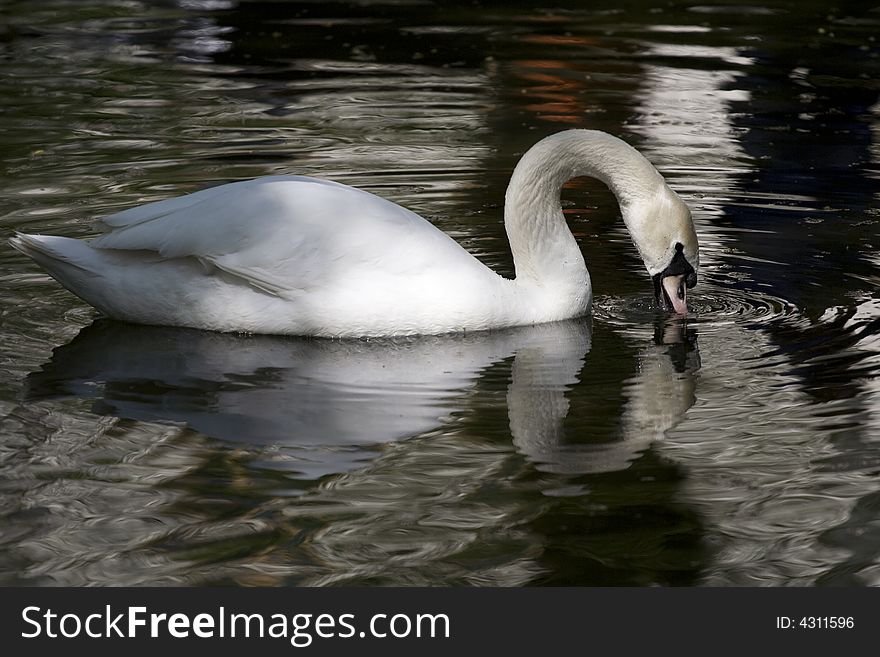 White swan close-up on a lake in one of the city parks. White swan close-up on a lake in one of the city parks