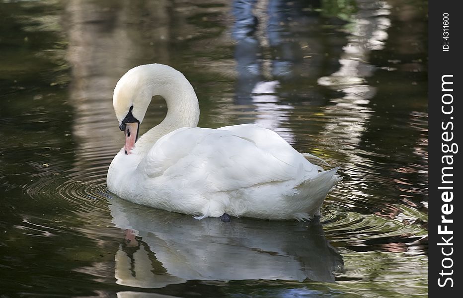 White swan close-up on a lake in one of the city parks
