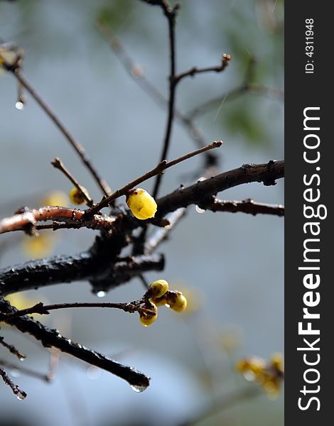 Garden in Suzhou, China in a King - the plum blossom. Winter rain in the dissemination of the Lamei flower fragrance.Winter blossoms too beautiful.