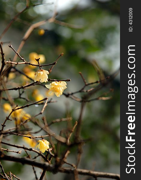 Garden in Suzhou, China in a King - the plum blossom. Winter rain in the dissemination of the Lamei flower fragrance.Winter blossoms too beautiful.