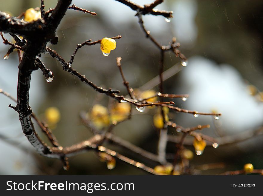 Garden in Suzhou, China in a King - the plum blossom. Winter rain in the dissemination of the Lamei flower fragrance.Winter blossoms too beautiful.