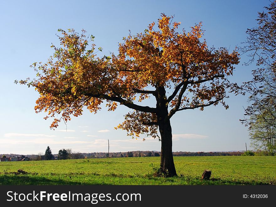 Beautiful colors of the tree on a clear,sunny autumn day. Beautiful colors of the tree on a clear,sunny autumn day.