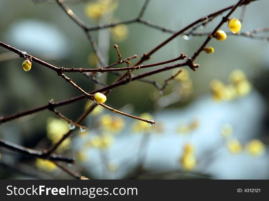 Garden in Suzhou, China in a King - the plum blossom. Winter rain in the dissemination of the Lamei flower fragrance.Winter blossoms too beautiful.