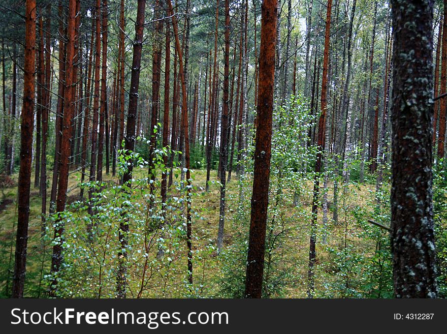 Beauty magic forest background, 
green trees in summer/autumn time...