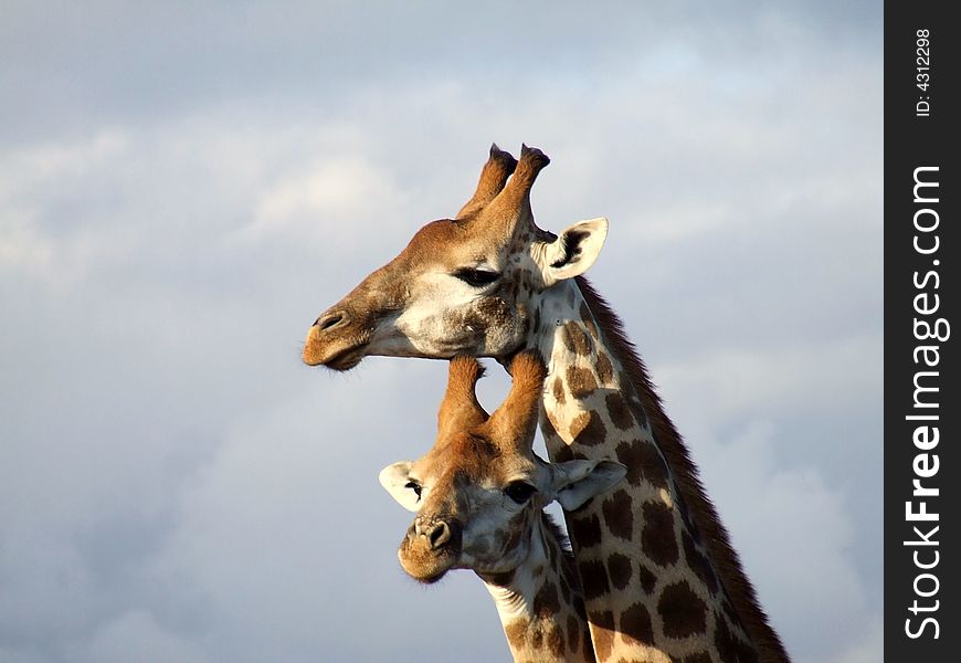 Giraffes Together