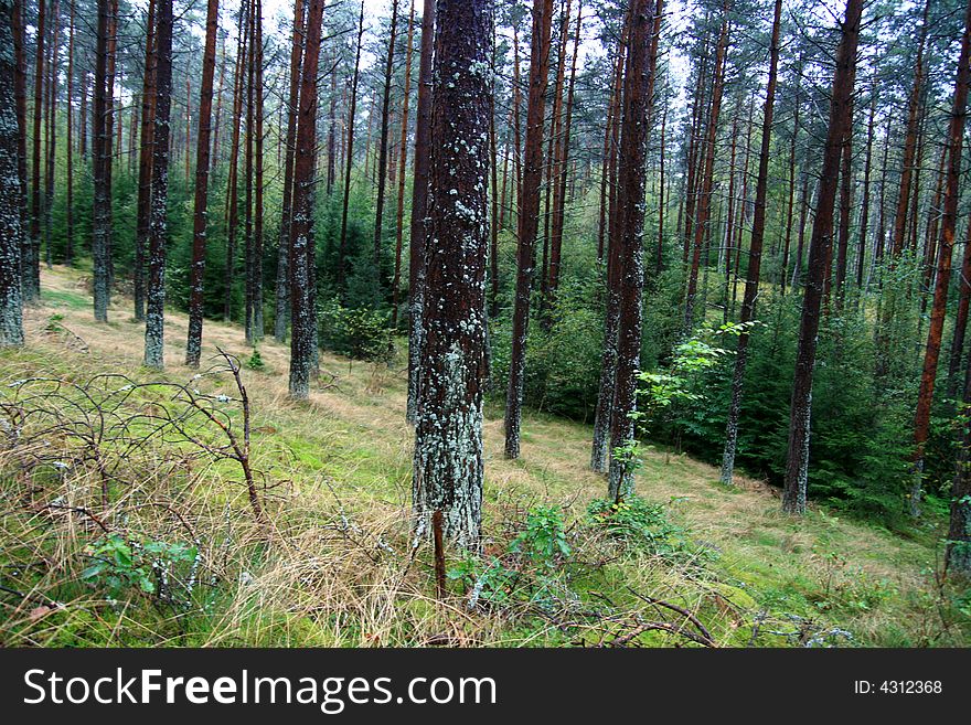 Beauty magic forest background, 
green trees in autumn time...