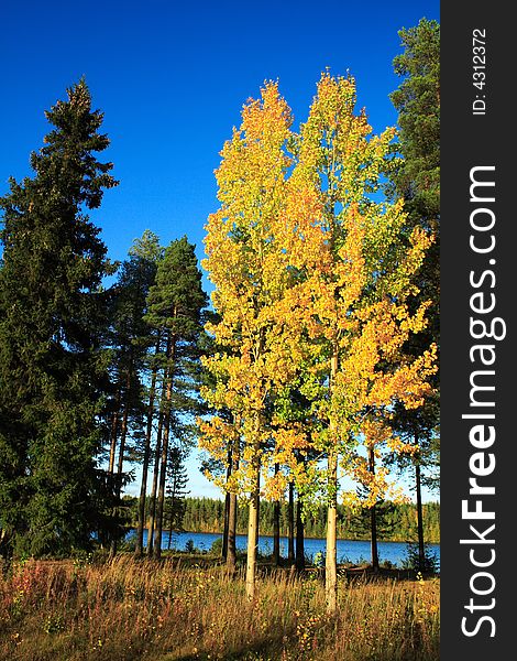 Bright yellow birches in Finland in autumn
