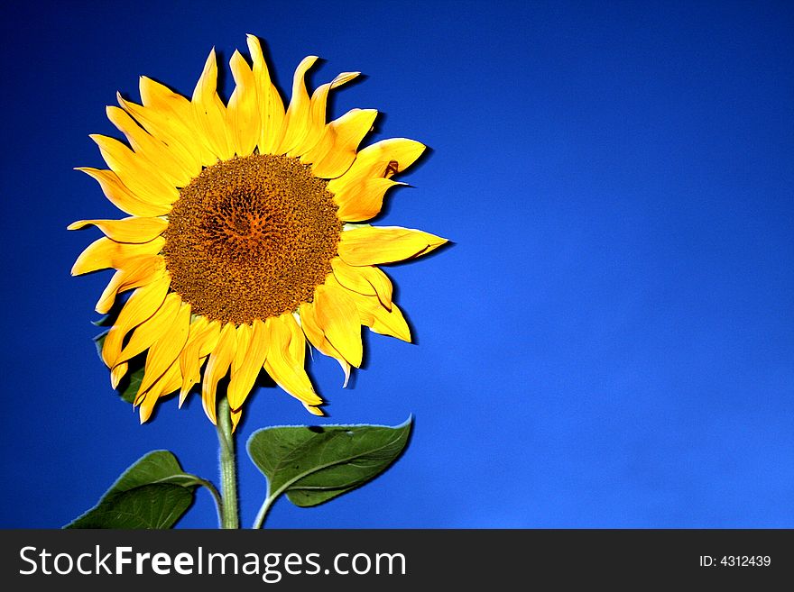 Sunflower in the night