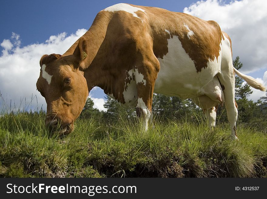 Cow eats grass in Norway