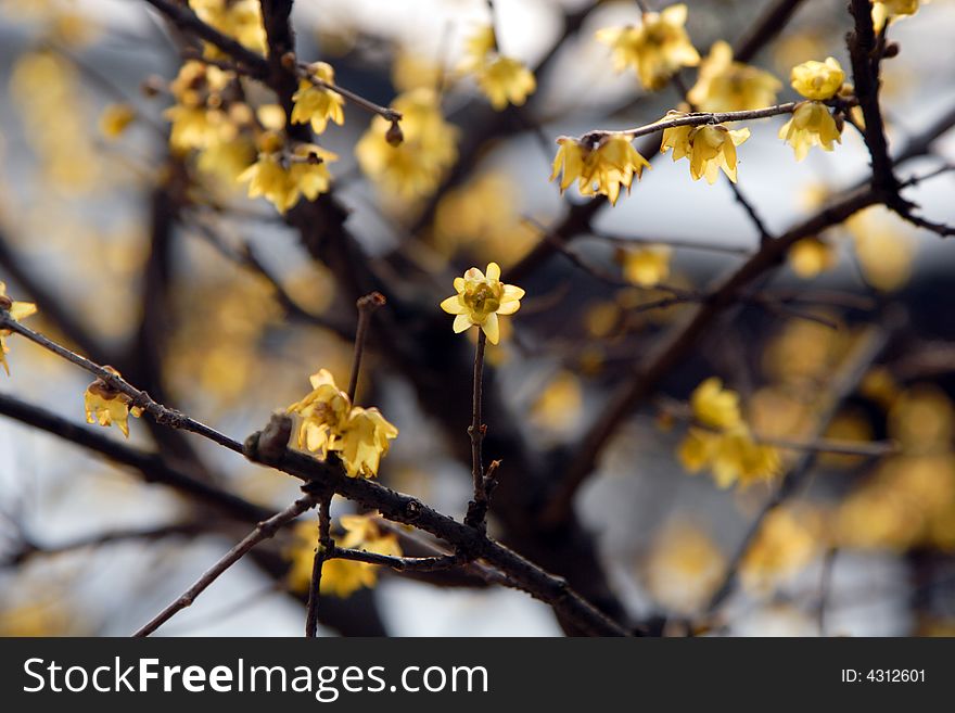 Garden in Suzhou, China in a King - the plum blossom. Winter rain in the dissemination of the Lamei flower fragrance.Winter blossoms too beautiful.