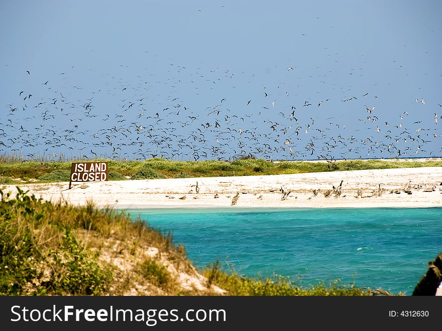 Bird Migration at Bush Key. Bird Migration at Bush Key