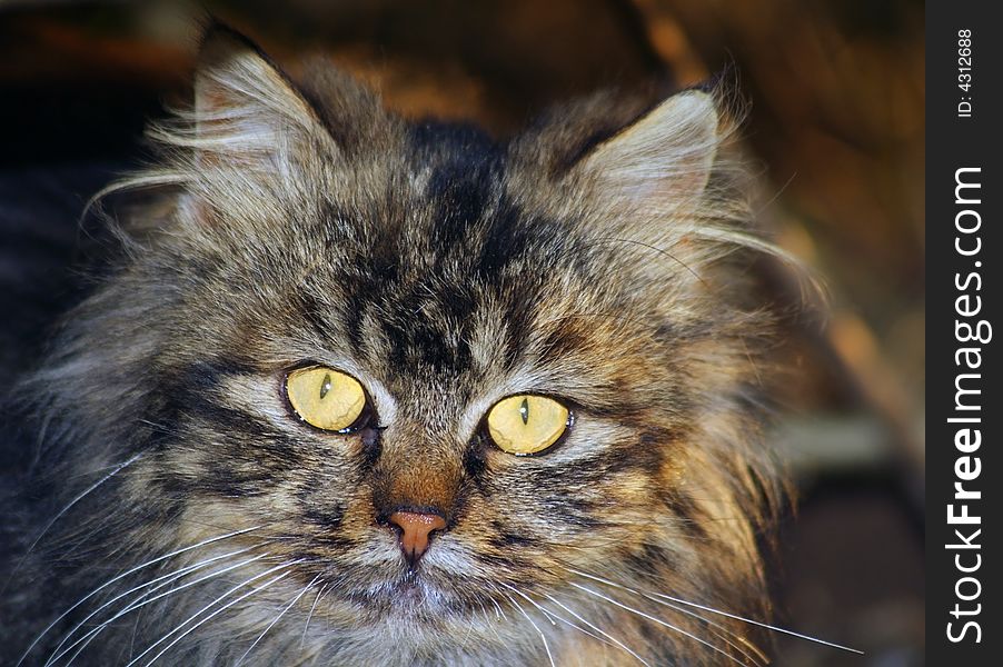 Close up of a cute cat.