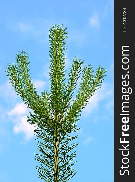 A top of a young evergreen pine, on a background of the bright dark blue sky. A top of a young evergreen pine, on a background of the bright dark blue sky.