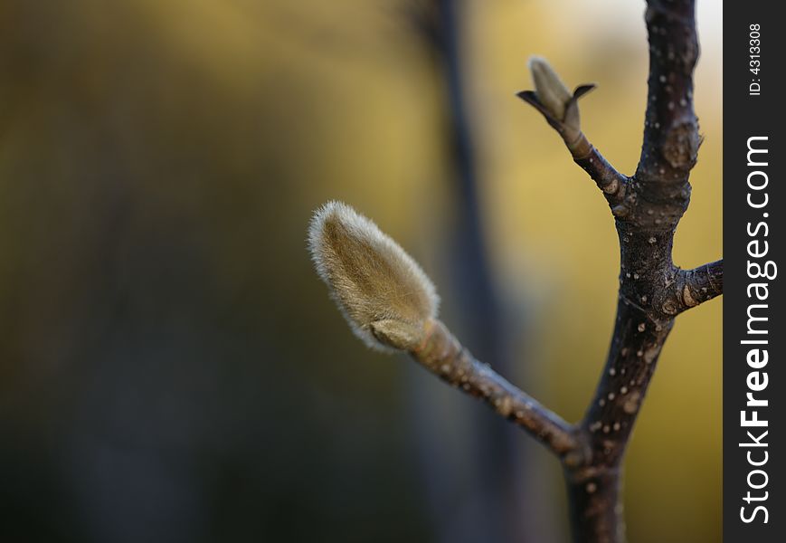 Spring the branch burgeon vivid