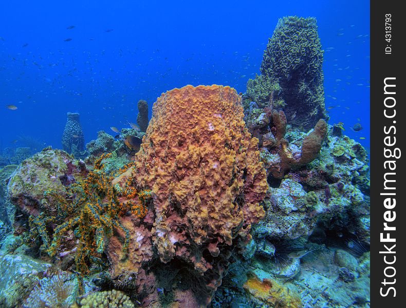 Underwater Coral reef scene on the island of Dominica in the Caribbean