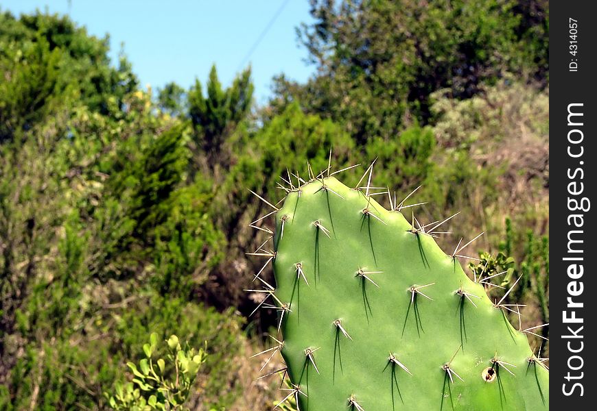 Sharp thorns on a green cactus plant