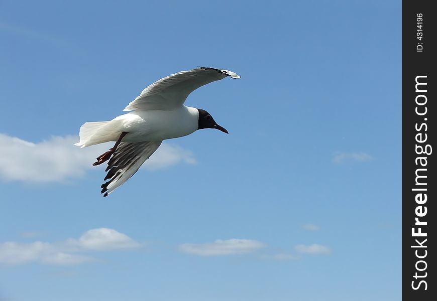 Seagull In to the Klaipeda Harbor