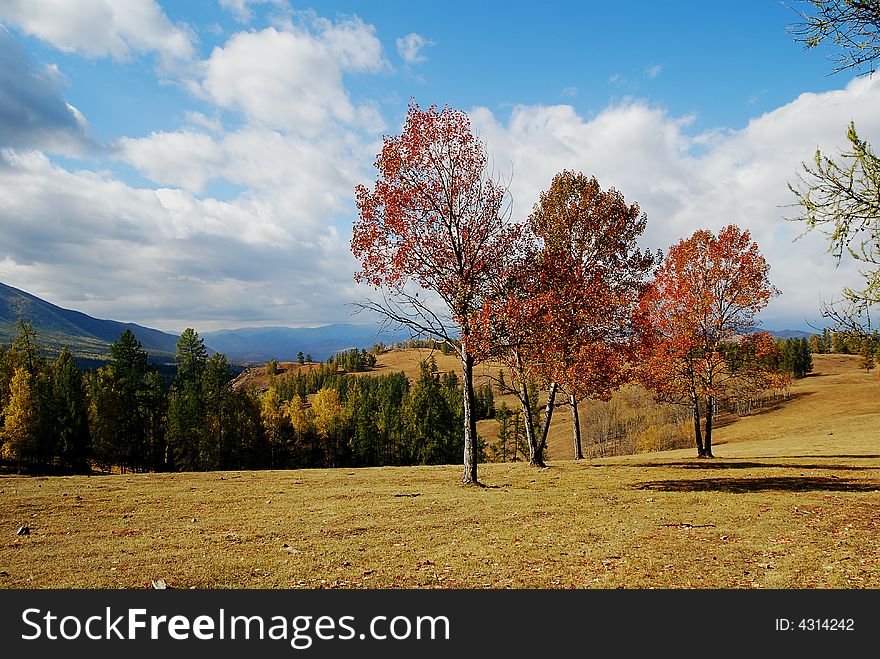 Red Trees Under Blue Sky