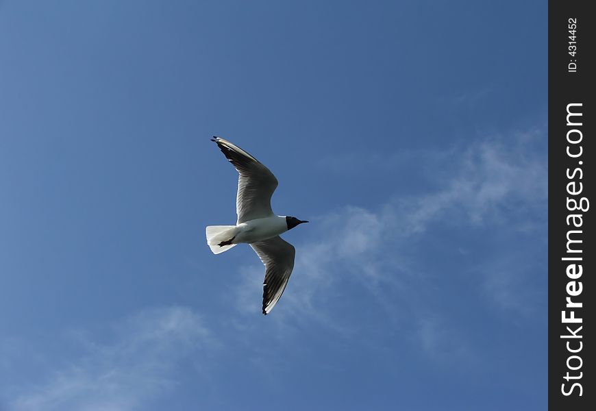 Seagull In to the Klaipeda Harbor